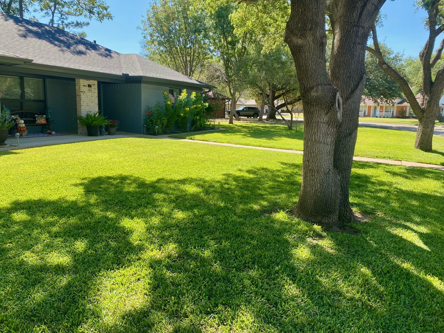 Backyard xeriscape area